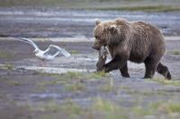 Grizzly Bears at Clark's Lake National Park